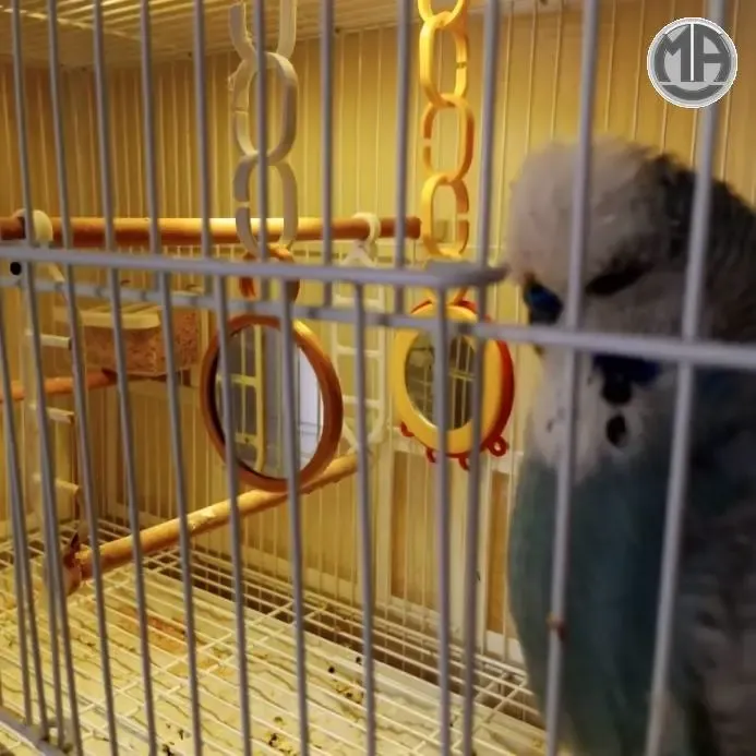 birdcage mirror