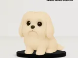 Cute Maltese-0