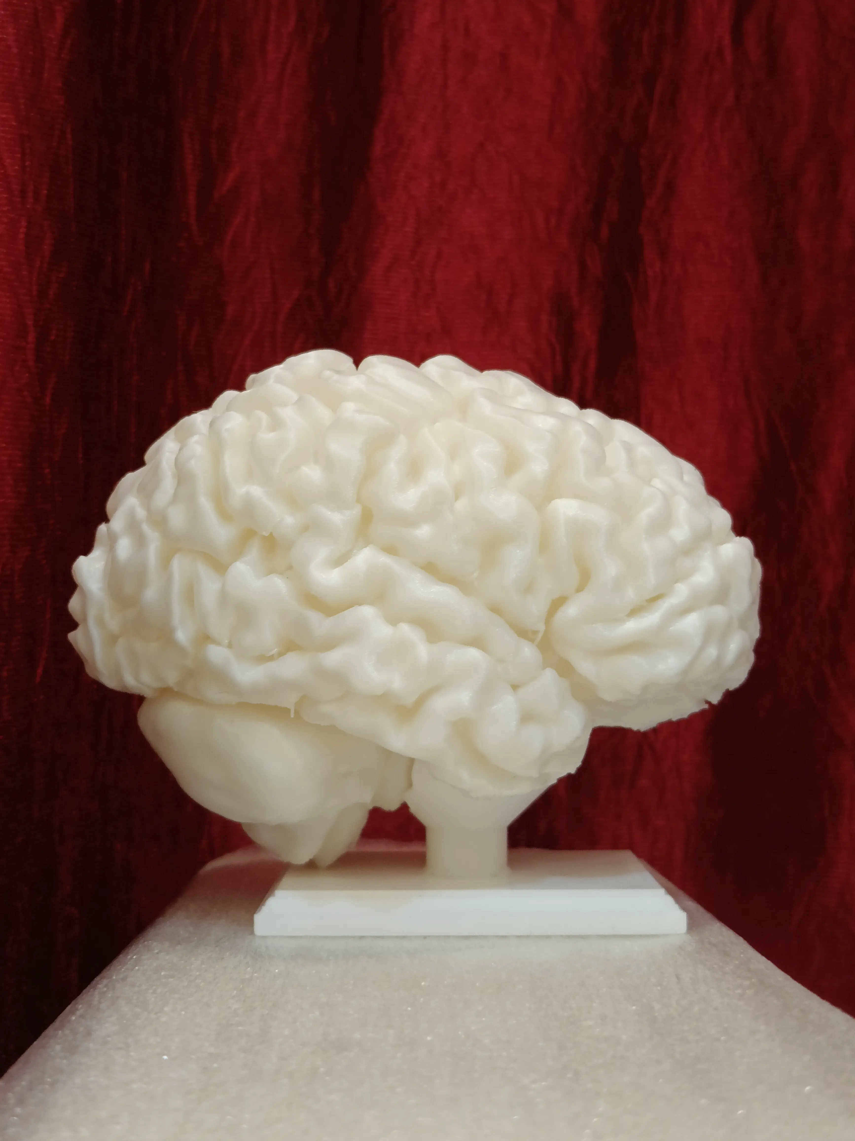 Full size human brain