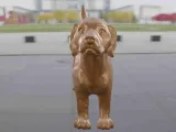 Dog beagle-7