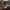 Procione Meccanico Avventuriero – Noah_0x03