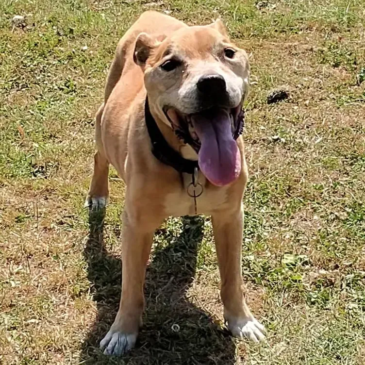Staffordshire Bull Terrier 