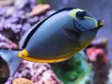 Naso tang-0