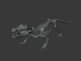 Crocodile_Skeleton – Realistic Detailed Reptile Bone-4