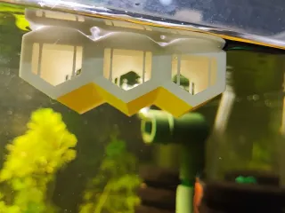 Shrimp Hideout