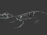 Crocodile_Skeleton – Realistic Detailed Reptile Bone-1