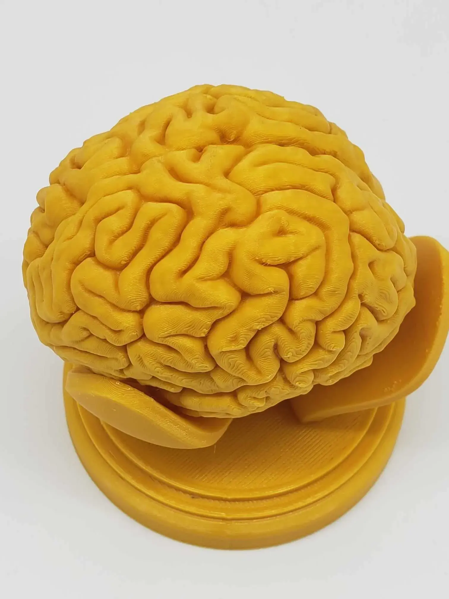 BRAIN ANATOMY STL FOR EDUCATION