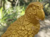 parrot perroquet-8