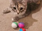 Easy Print Cat Balls! use up your extra scraps! only 13g per-0