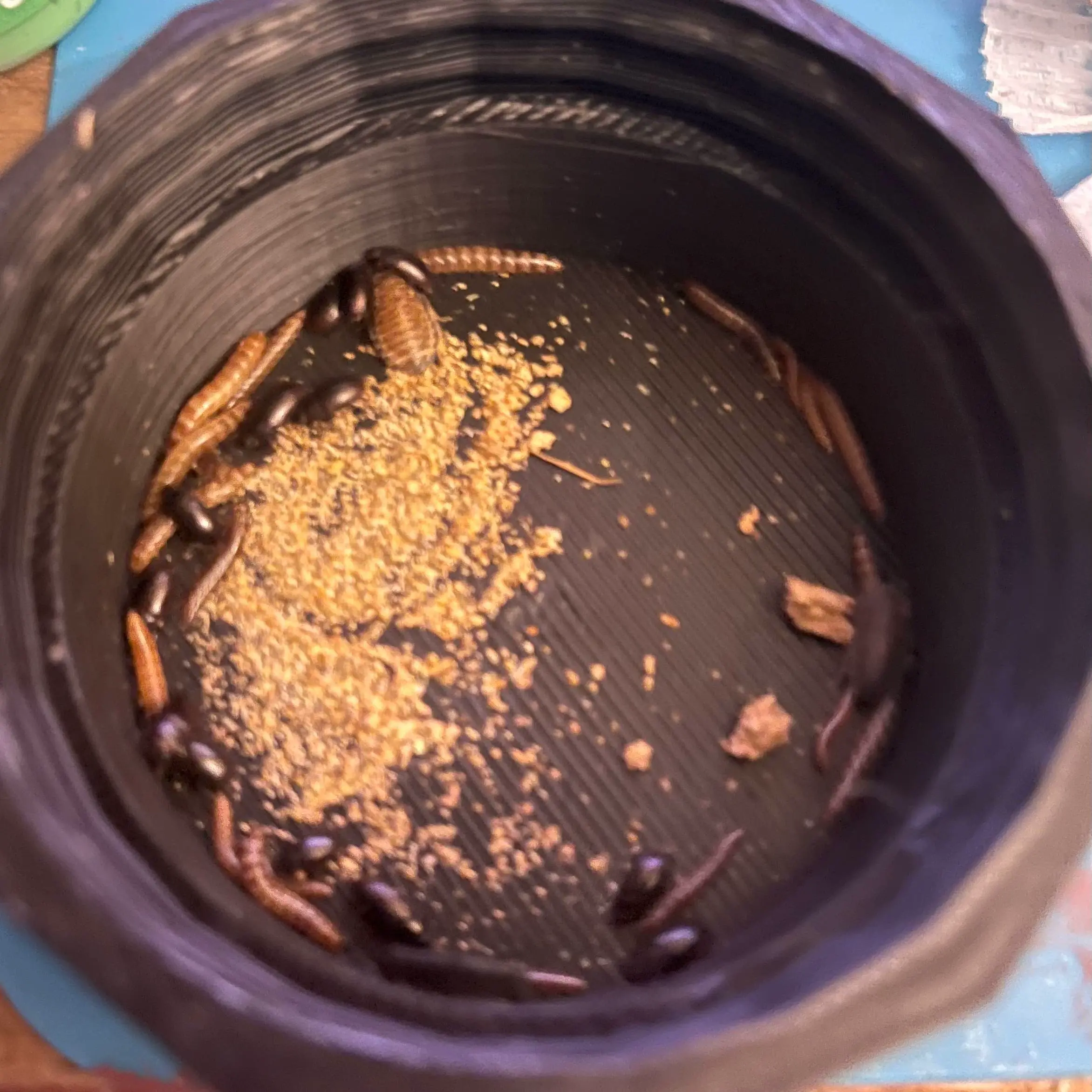 3D Printer Files | 3MF File | Beetle Trap for Cockroach Bin | Creality ...