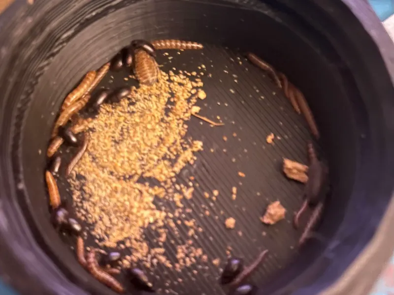 Beetle Trap for Cockroach Bin