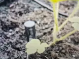 Plant Sprinkler-0