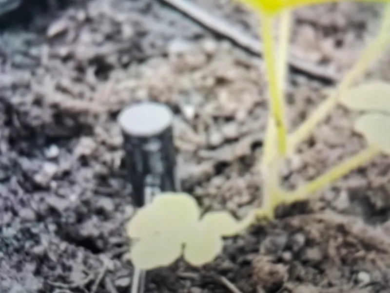 Plant Sprinkler