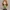 Fairytail Chibi - Evergreen