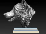BORDER COLLIE HEAD-5