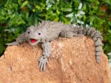 ARMADILLO LIZARD CARTOON-3