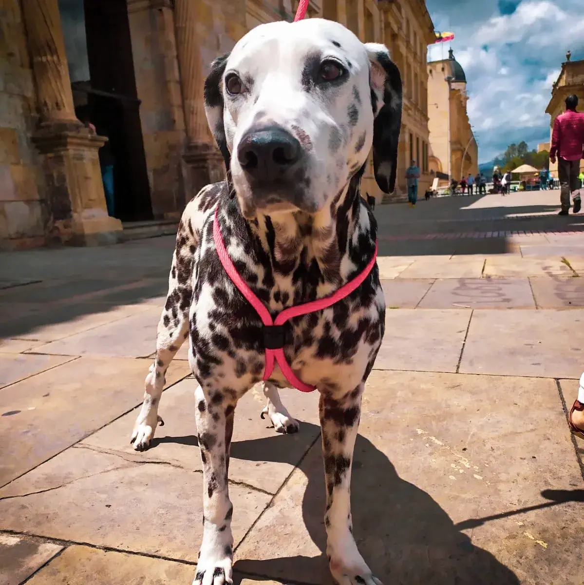 Correa para perro