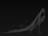 ninja mantis model-2