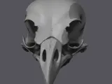 BIG CROW SKULL.-1