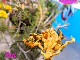 Flexi Dragon-1