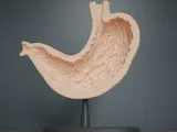 Human Stomach Cross Section Anatomy-1