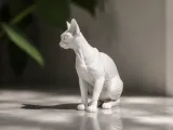 Gatto Sfinge-4