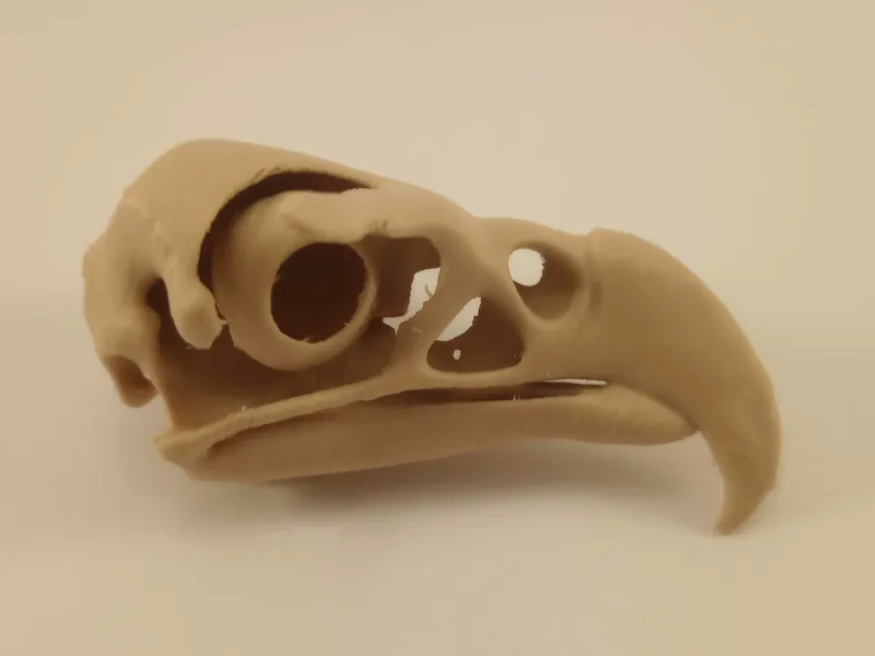 Bald Eagle Skull