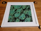 Monstera-3