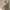 A Pregnant Nude Woman