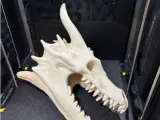 Bone Dragon Skull-0