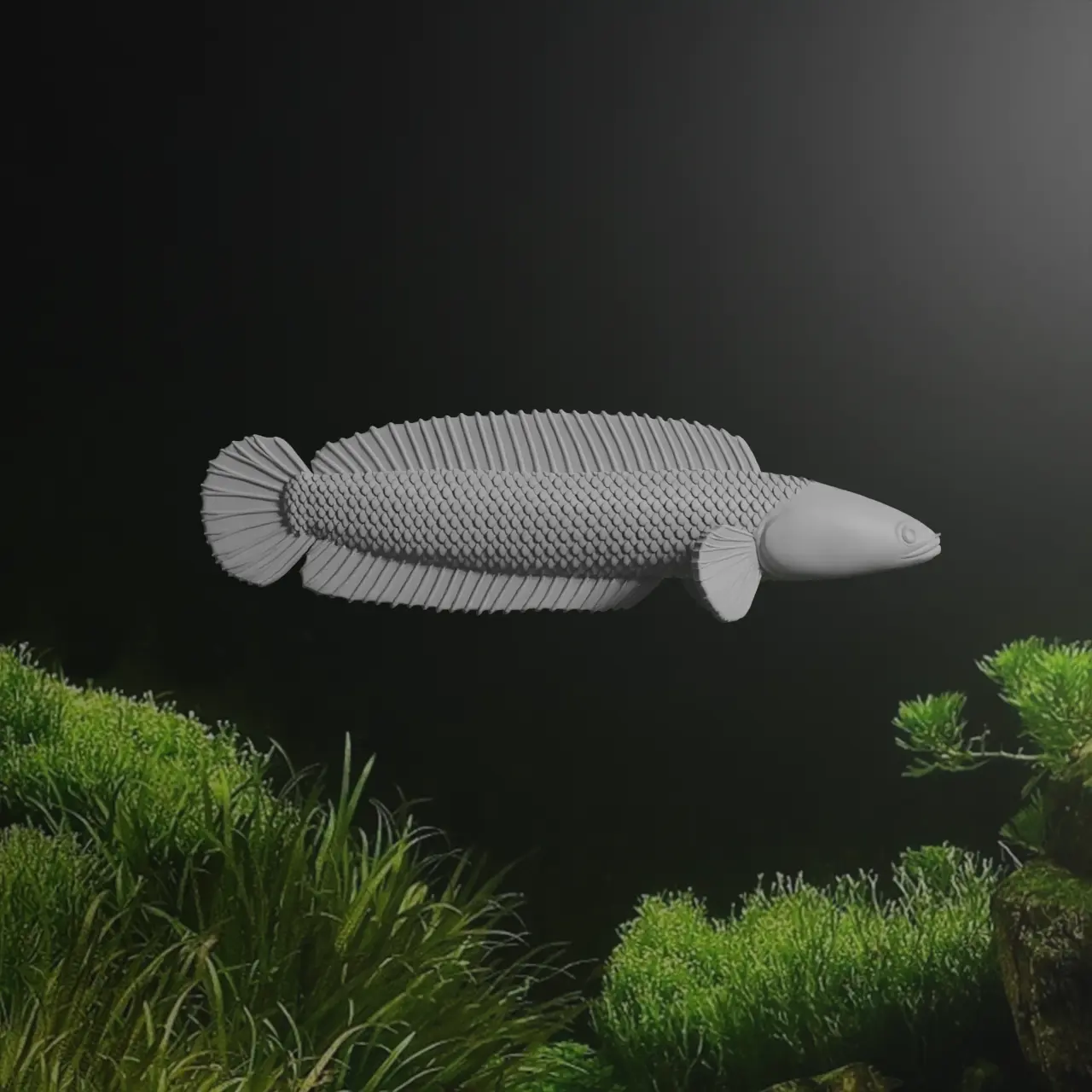 CHANNA BARCA FISCH - SCHLANGENKOPFFISCH