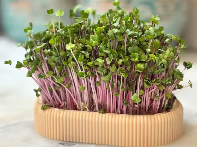 Long Microgreens Growing Kit – Custom Name | No Support