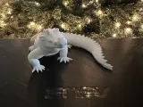 Crocodile-1
