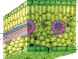 Plant Cell-1
