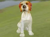 Dog Epagneul Breton-2