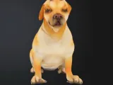 Labrador Dog-3