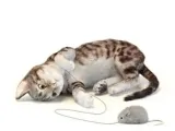 Kitten-0