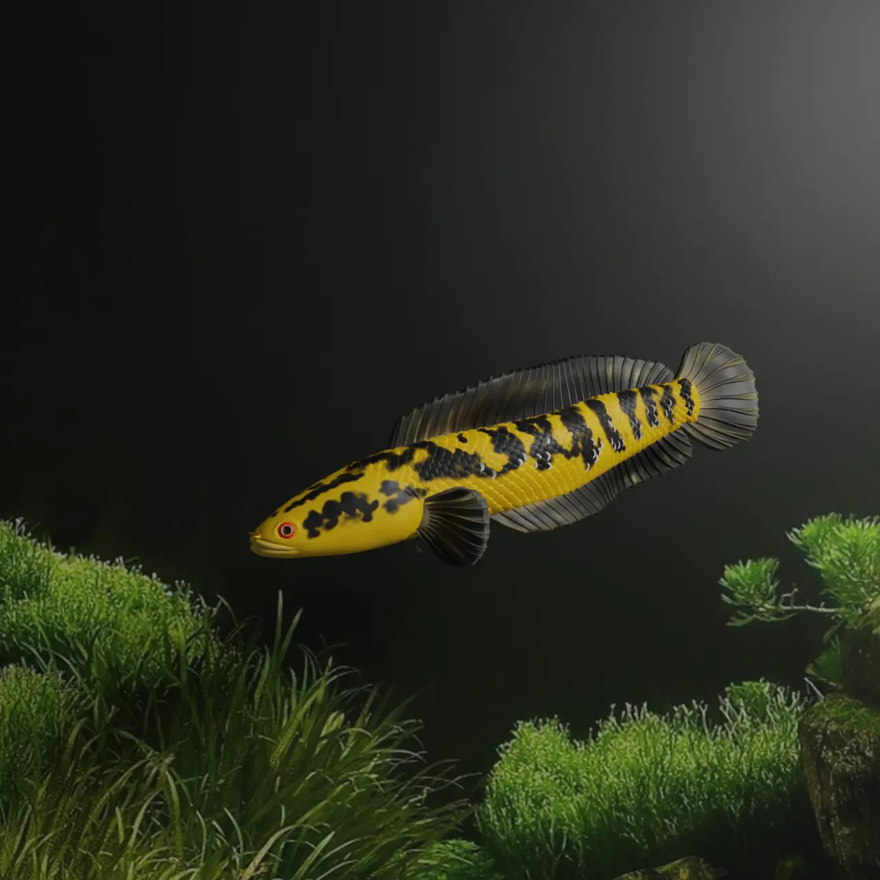 CHANNA BARCA FISCH - SCHLANGENKOPFFISCH
