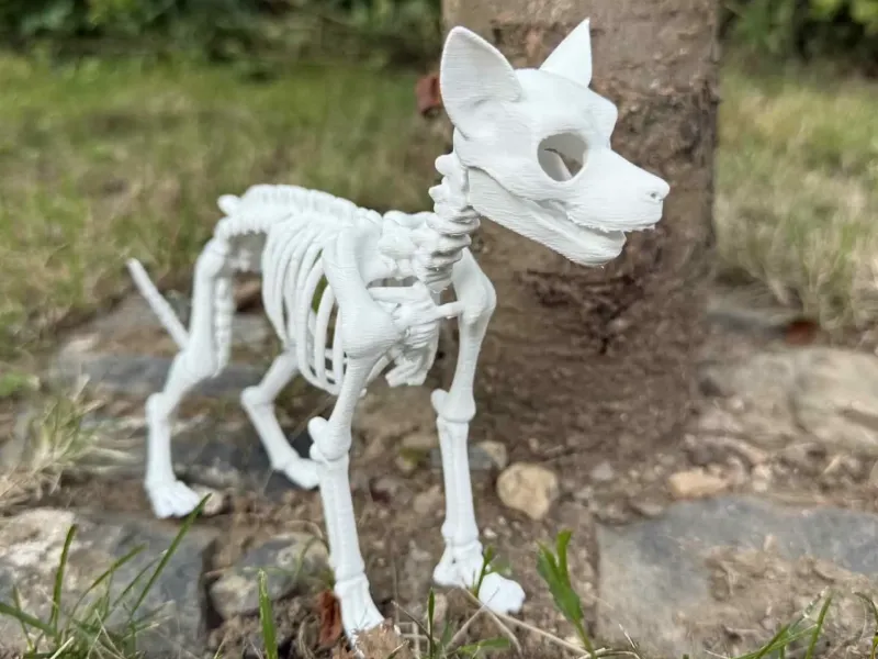 Dog skeleton