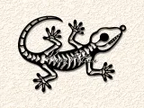 lizard skeleton fossil-0