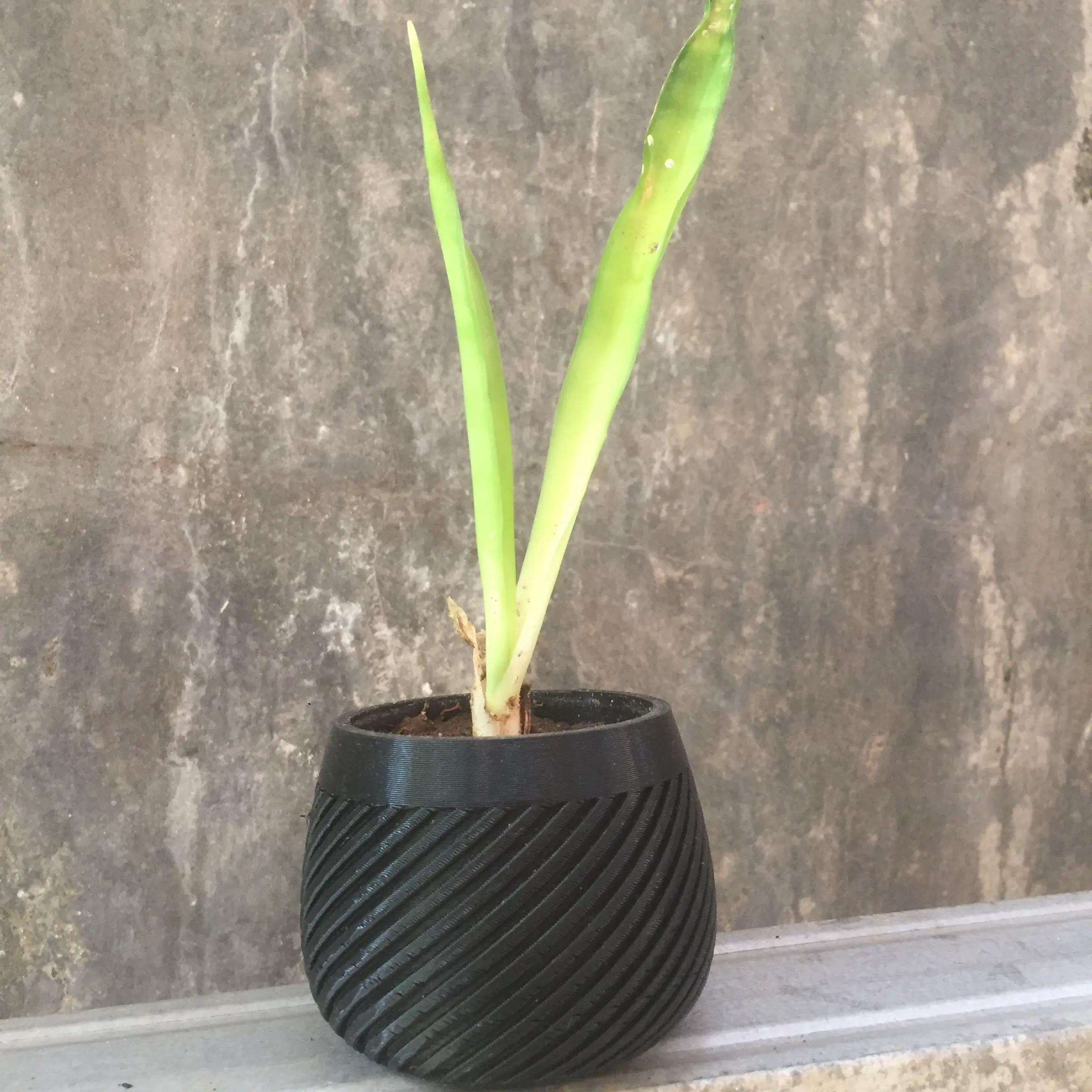 GEOMETRIC PLANT POT