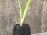 GEOMETRIC PLANT POT-1