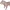 British Staffordshire Bull Terrier Dog