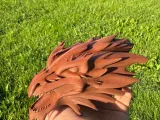 Dragon head-0