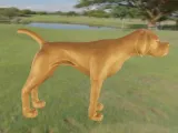 Dog pointzer pointer anglais-3