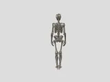 Male Human Skeleton-3