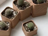 Planter-4