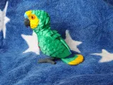 Amazon Parrot-4