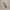 Bookmark Carpe Koi