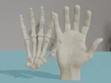 Human Hand Anatomy Bones 3D Print Model-2